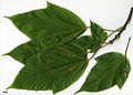 SpeciesSub: subsp. sterculiaceum